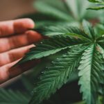 Aurora Cannabis posts profit with 87% EBITDA growth, shares jump 11%: Is it too late to invest?